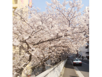 桜も散りつつある今日この頃_20170413_1